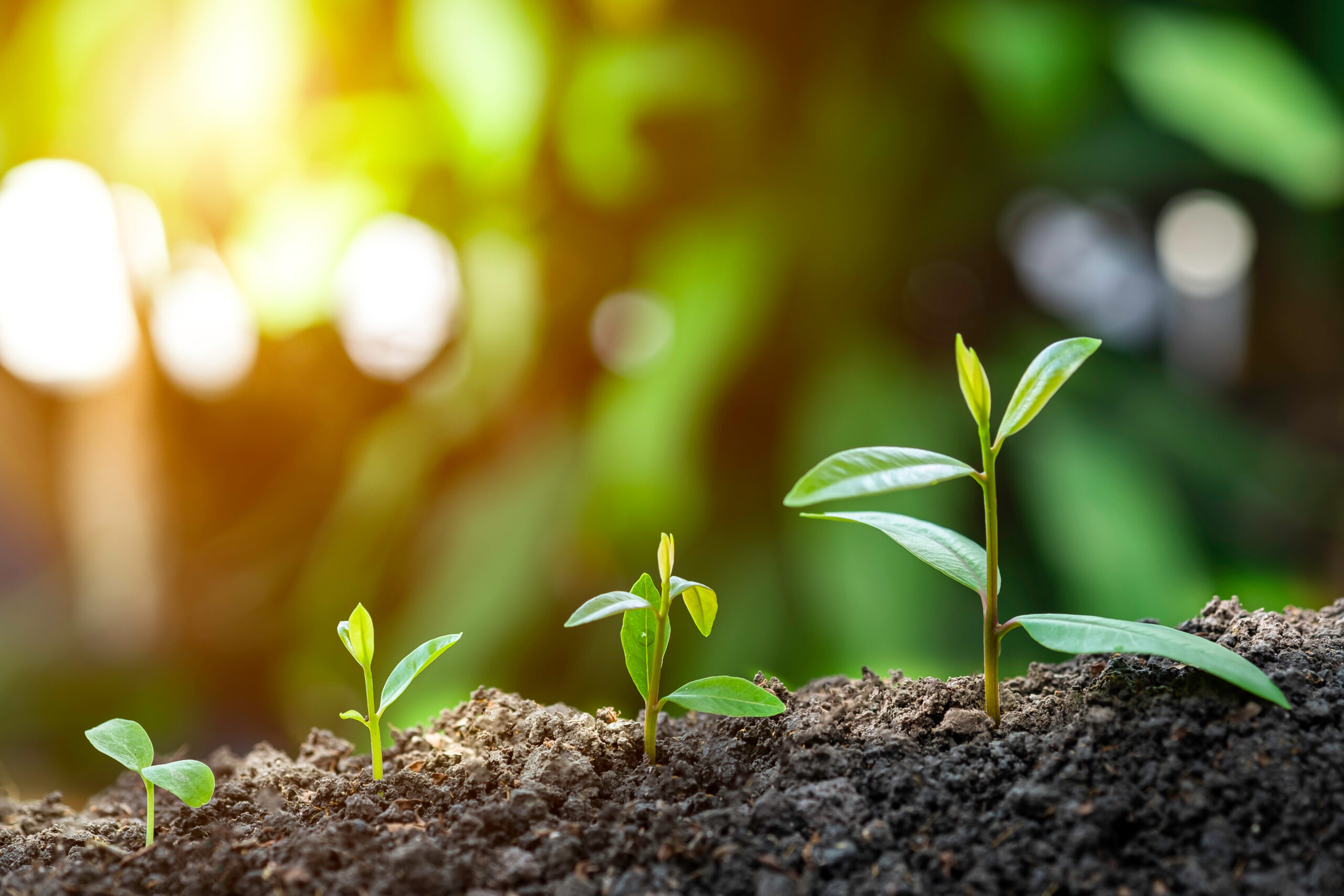 Agriculture,And,Plant,Grow,Sequence,With,Morning,Sunlight,And,Dark